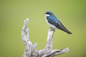 Perched Tree Swallow