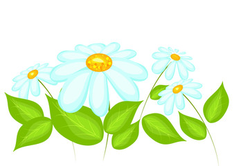 Daisy flowers isolated