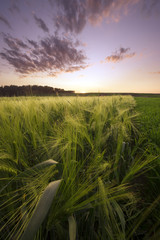 Sunset At The Meadow