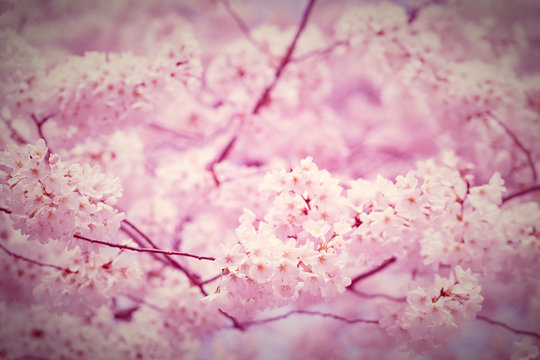 Pink colorized cherry blossom trees
