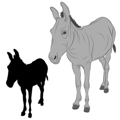 donkey  black silhouette vector illustration realistic gray