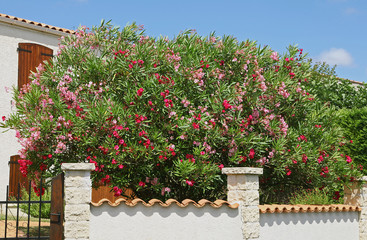 Laurier-rose dans un jardin