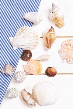 Summer background. Seashells