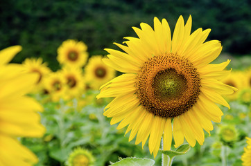 Many yellow flower of the Sunflower or Helianthus Annuus blooming in the field
