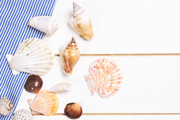 Summer background. Seashells