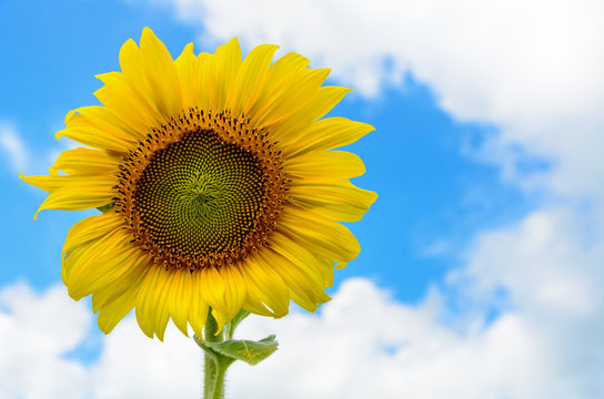 Yellow flower of the Sunflower or Helianthus Annuus blooming in the field on blue sky background