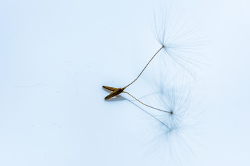 Dandelion flower seed