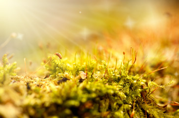 spring moss growing on tree with green and sun light background