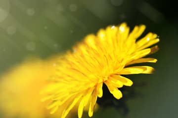 Top view of sunny yellow dandelion flower, close up