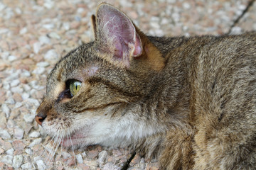 chat