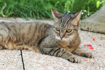 chat