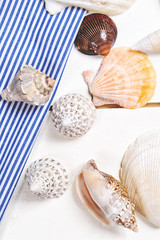 Seashells