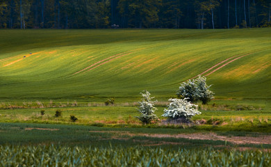 Fototapeta Wiosenny Krajobraz obraz