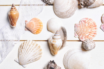 Summer background. Seashells