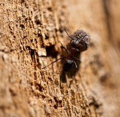 Insect wood ant at work. Fauna. Selective focus.