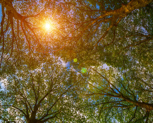 Sun ray through the trees