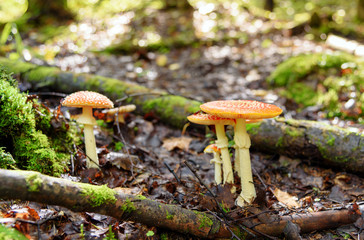 Amanita muscaria. Red poisonous mushrooms