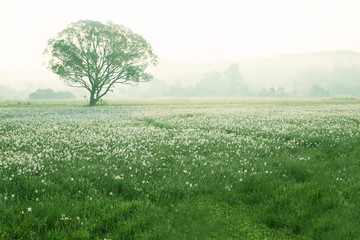 Foggy morning in meadow