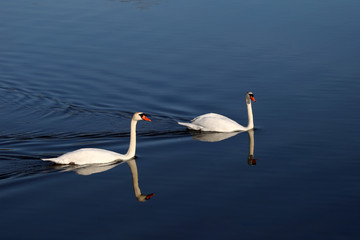 couple de cygnes 