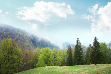 Beautiful green forest meadow