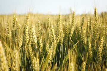 wheat field