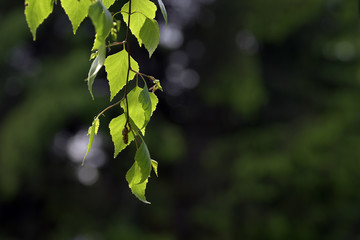 Young leaf of the tree, lit by solar rays
