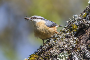 Kleiber (Sitta europaea)