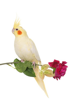 Fototapeta cockatiel in studio