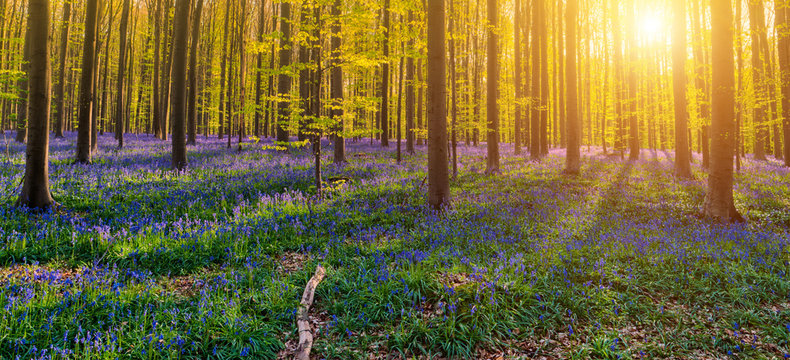 Hallerbos Belgien