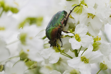 Beetle cetonia aurata on white flowers