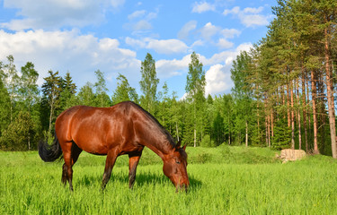Brown horse grazing on green meadow