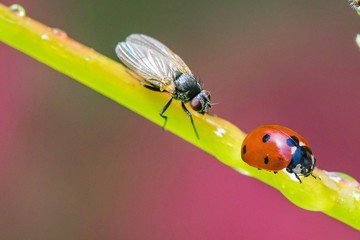 marienkäfer und fliege
