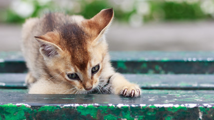 Little kitten plays