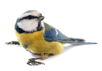 Eurasian blue tit