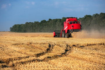 Fototapeta premium Combine harvester agriculture machine harvesting golden ripe whe