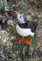 Cute Puffin