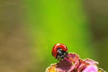 Ladybug on leaf, closeup