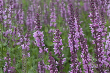 Obraz premium Lythrum virgatum, Dropmore Purple - small pink, purple flowers on tall stems