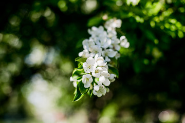 Beautiful spring blooming tree, gentle white flowers, fresh cherry blossom border on green soft focus background, spring time nature