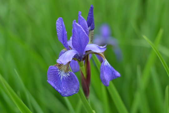 Blauwe iris in een tuin