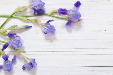 iris on white wooden background