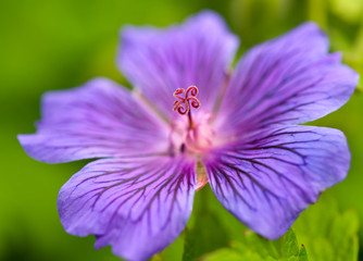 Macro image of Geranium flower.
Geranium flower macro image.