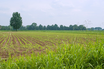 Fototapeta na wymiar campo agricolo