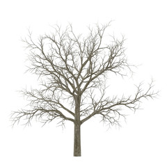 Fototapeta na wymiar Winter Oak Tree Isolated on White Background 3D Illustration