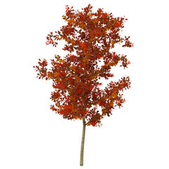 Autumn Oak Tree Isolated on White 3D Illustration