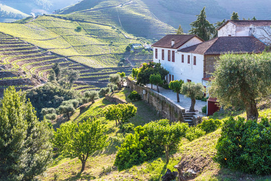 Landscape Of The Douro River Regionin Portugal -  Vineyards