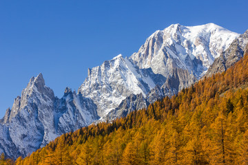 Monte Bianco e larici in autunno - obrazy, fototapety, plakaty