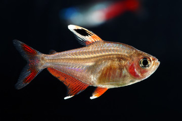 White Fin Ornate tetra