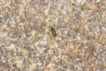 wood louse on a stone