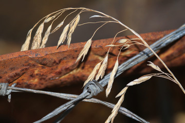 Rustic photo of wild hay leaning against barbwire.